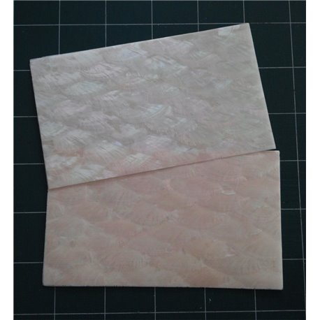 Donkey ear THIN shell sheet