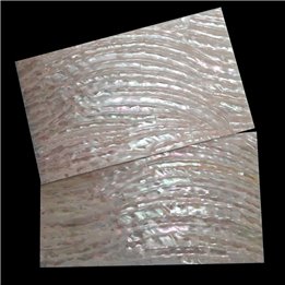 Trocas shell sheet