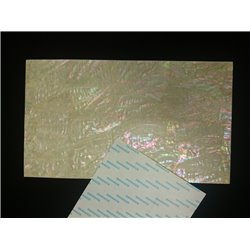 KOREAN AWABI (Adhesive tape) SHELL SHEET